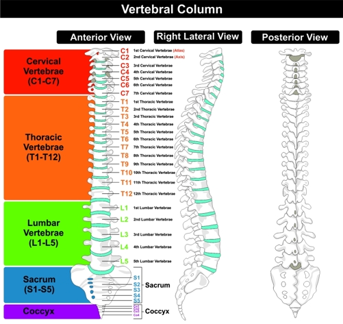 Diagram of human spine